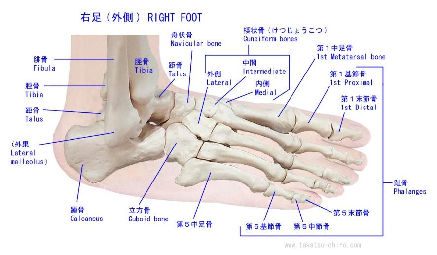 I said right foot текст. Metatarsal Bone. Foot Bones. Metacarpal Bones Metatarsal Bones thigh Bone Spine Carpal Bones. Bones names.